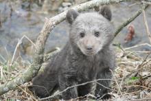 Leśnicy uratowali niedźwiadka